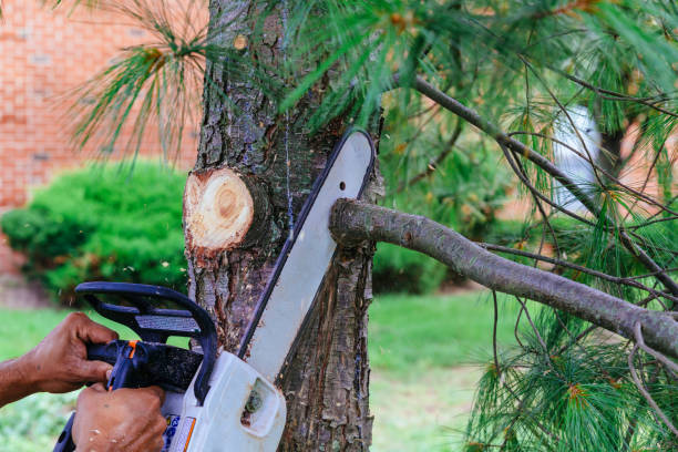 Best Tree Removal Services  in Bedford, OH